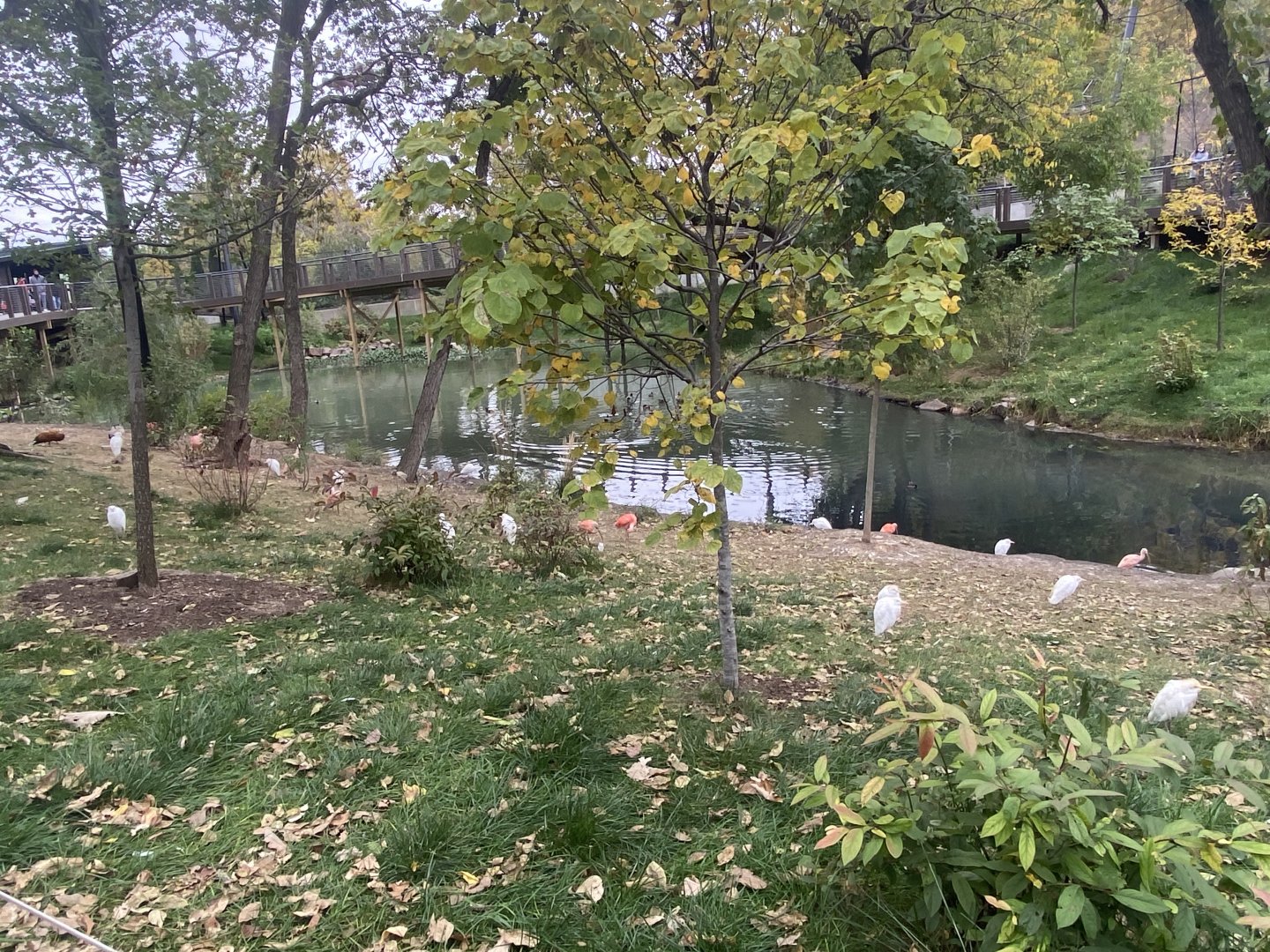Simmon’s Aviary - Cattle Egrets