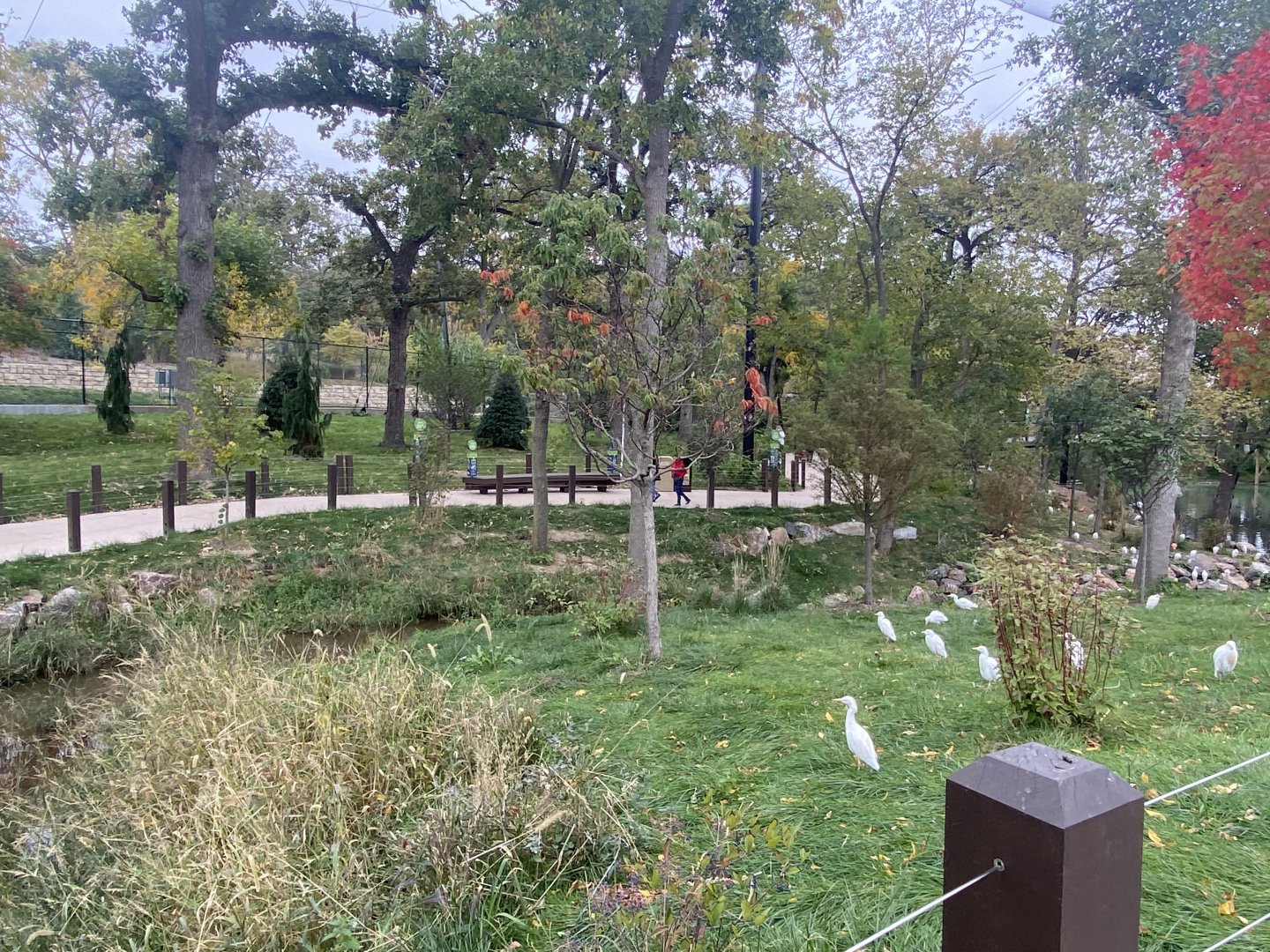 Simmon’s Aviary - Cattle Egrets