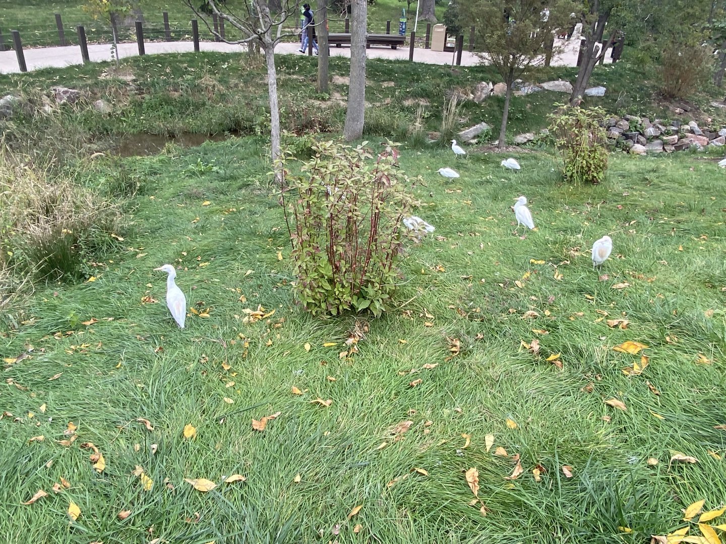 Simmon’s Aviary - Cattle Egrets