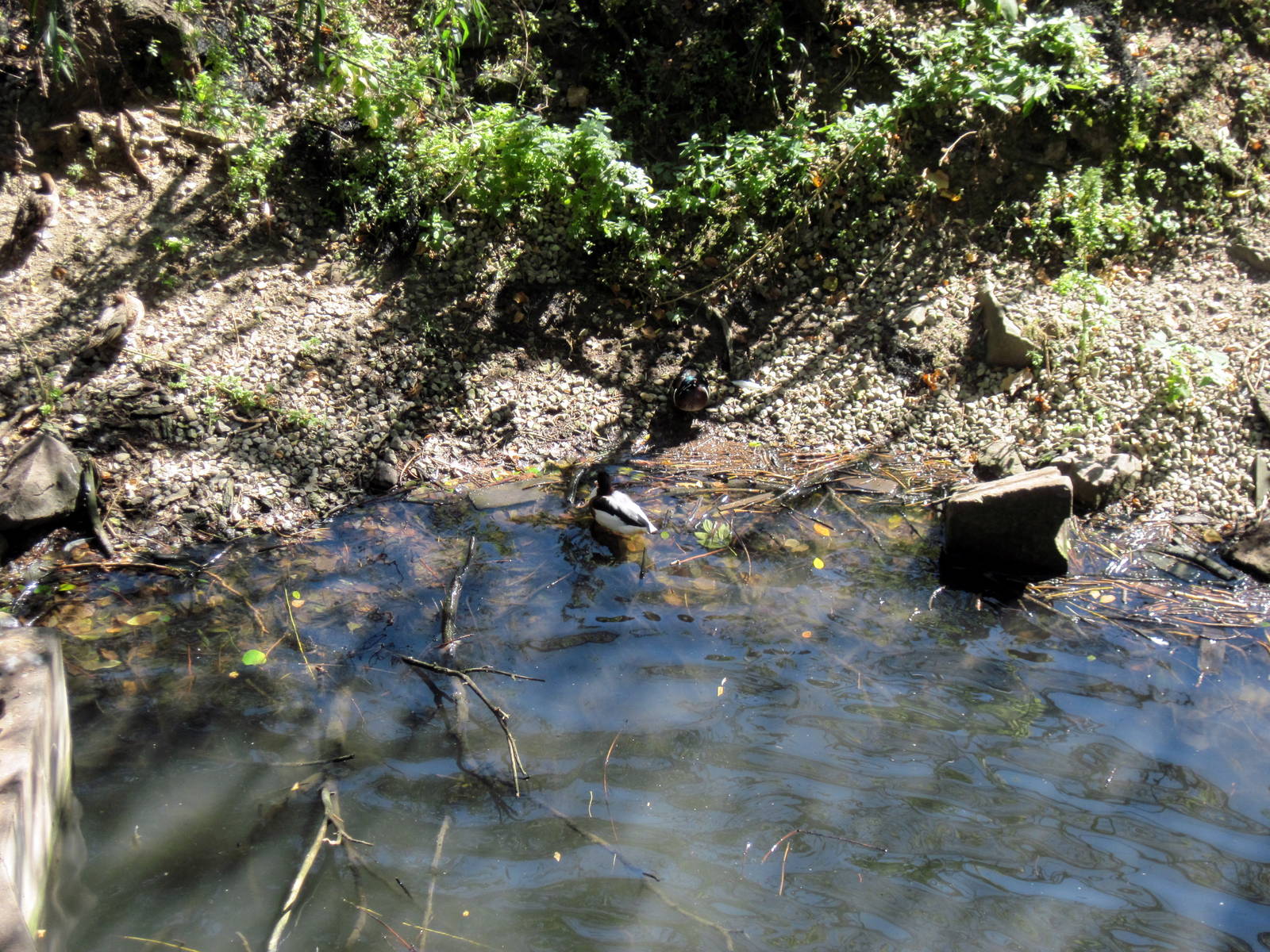 Simmons' Aviary-Duck
