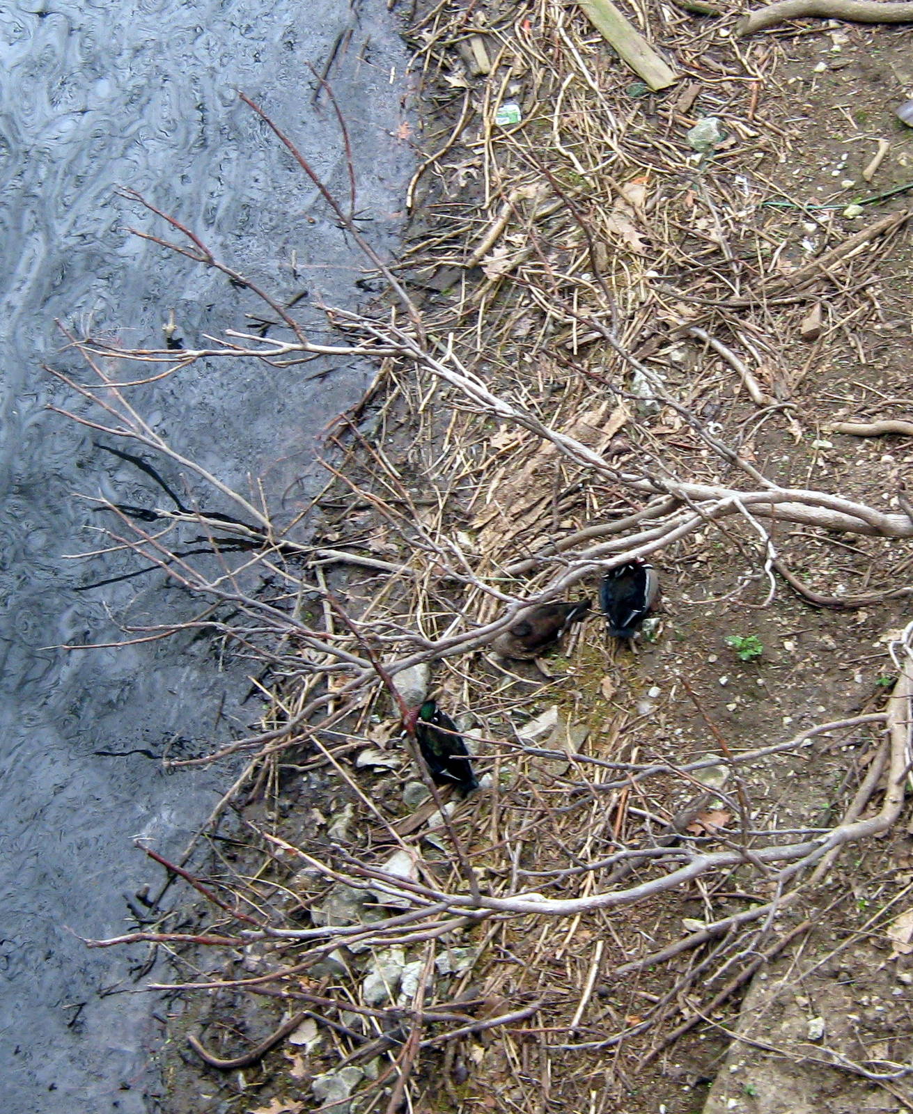 Simmon's Aviary-Ducks