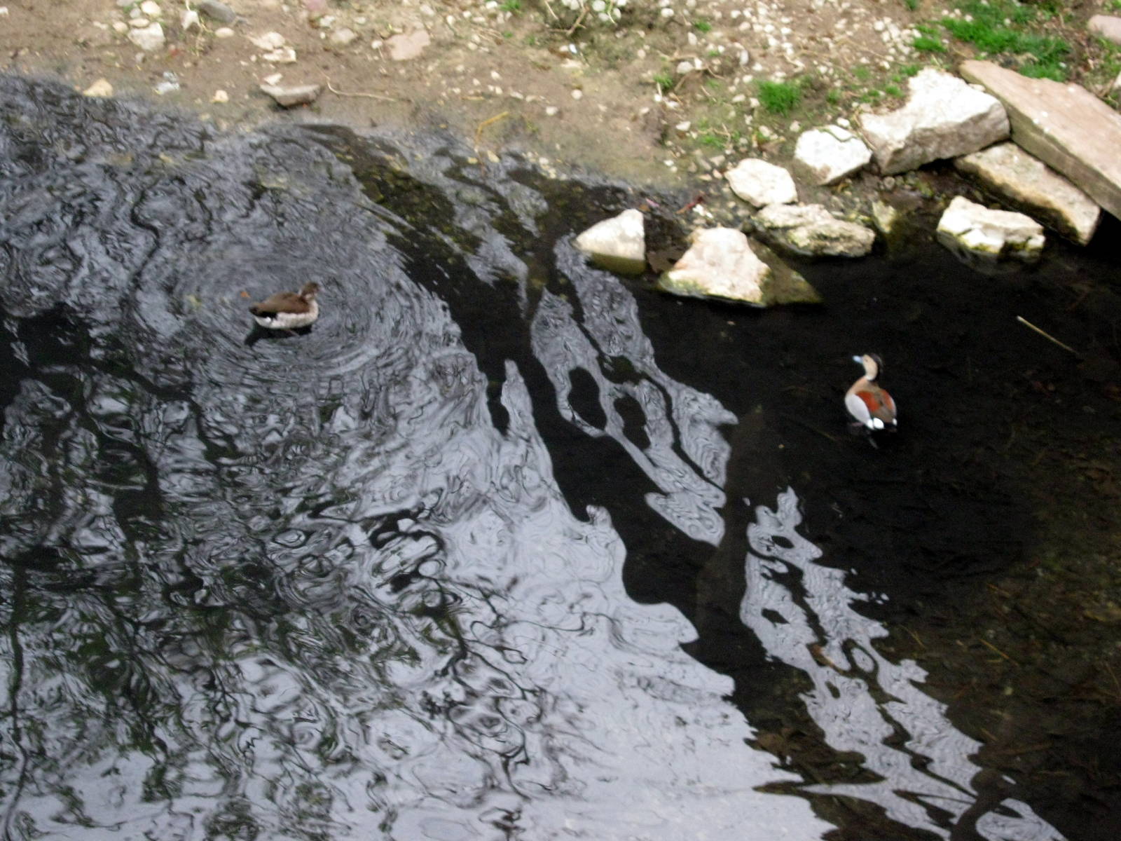 Simmon's Aviary-Ducks