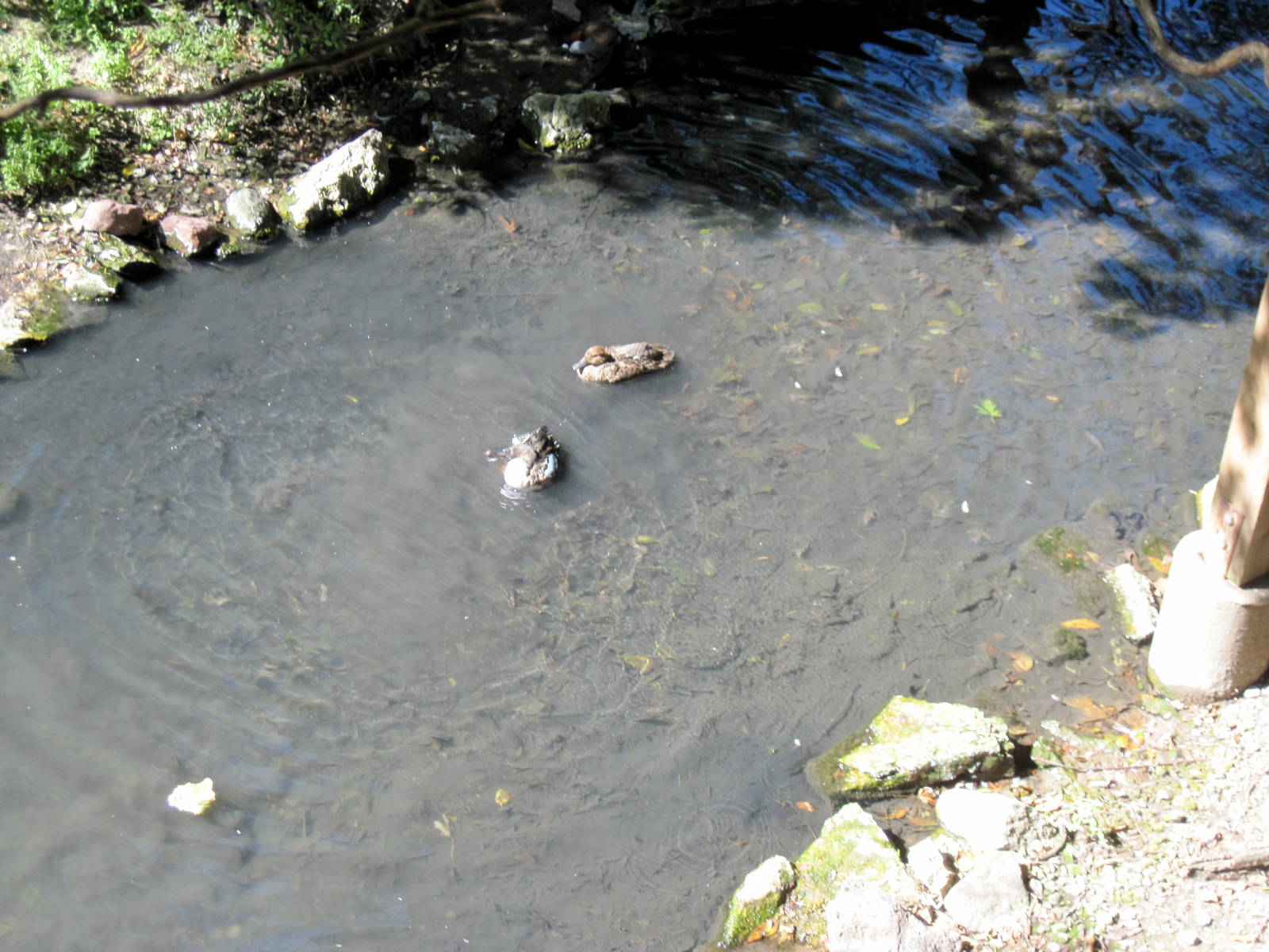 Simmons' Aviary-Ducks