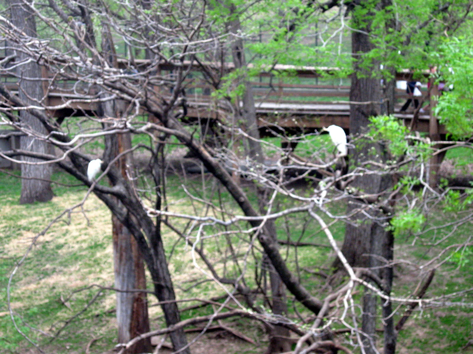 Simmon's Aviary-Egrets