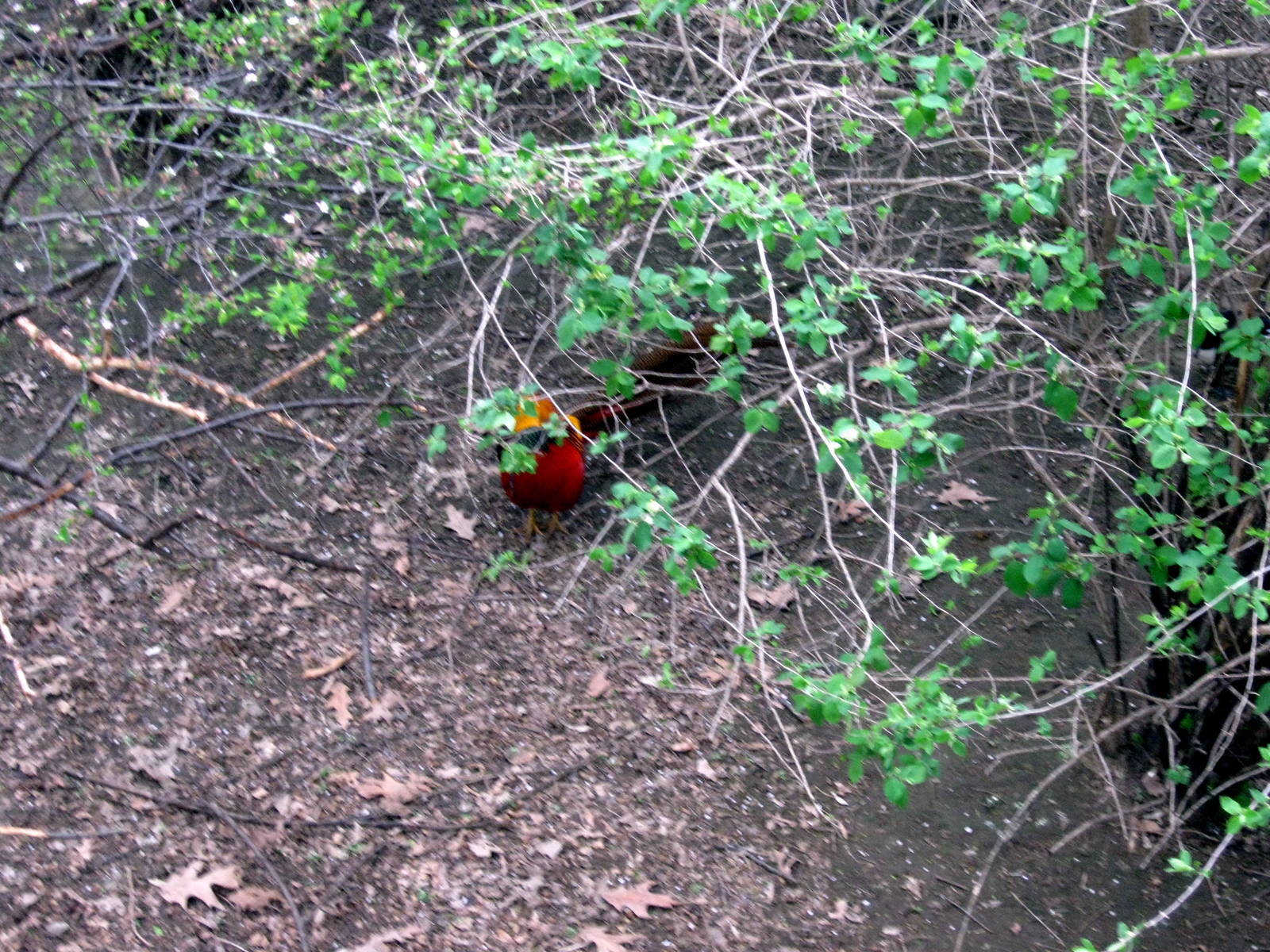 Simmon's Aviary-Golden Pheasant