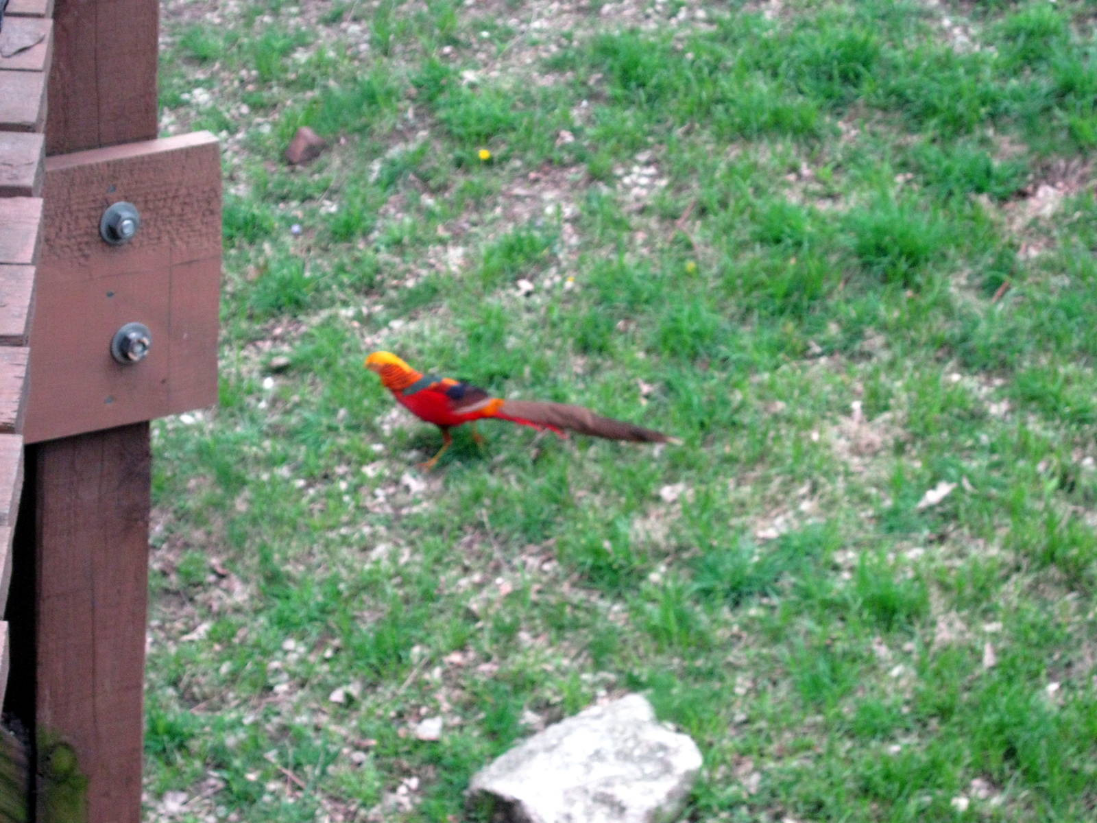 Simmon's Aviary-Golden Pheasant