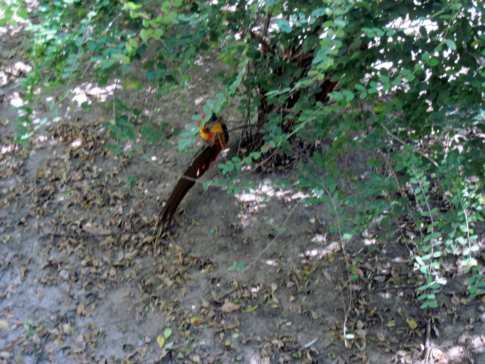 Simmons' Aviary-Golden Pheasant