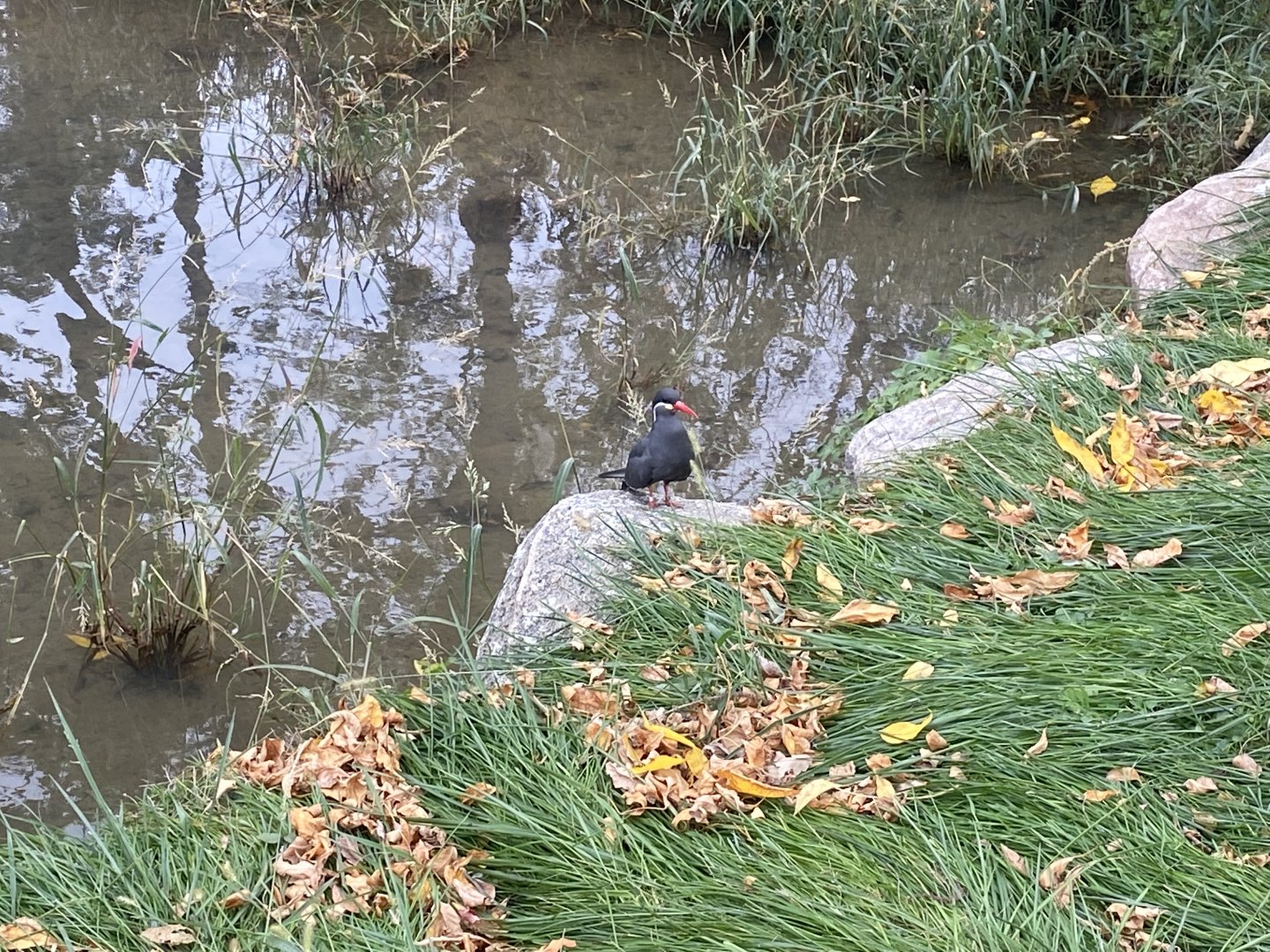 Simmon’s Aviary - Inca Turn