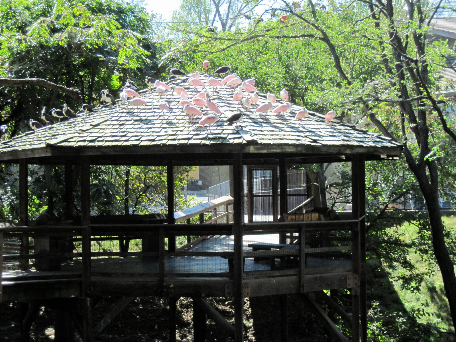 Simmons' Aviary-Path