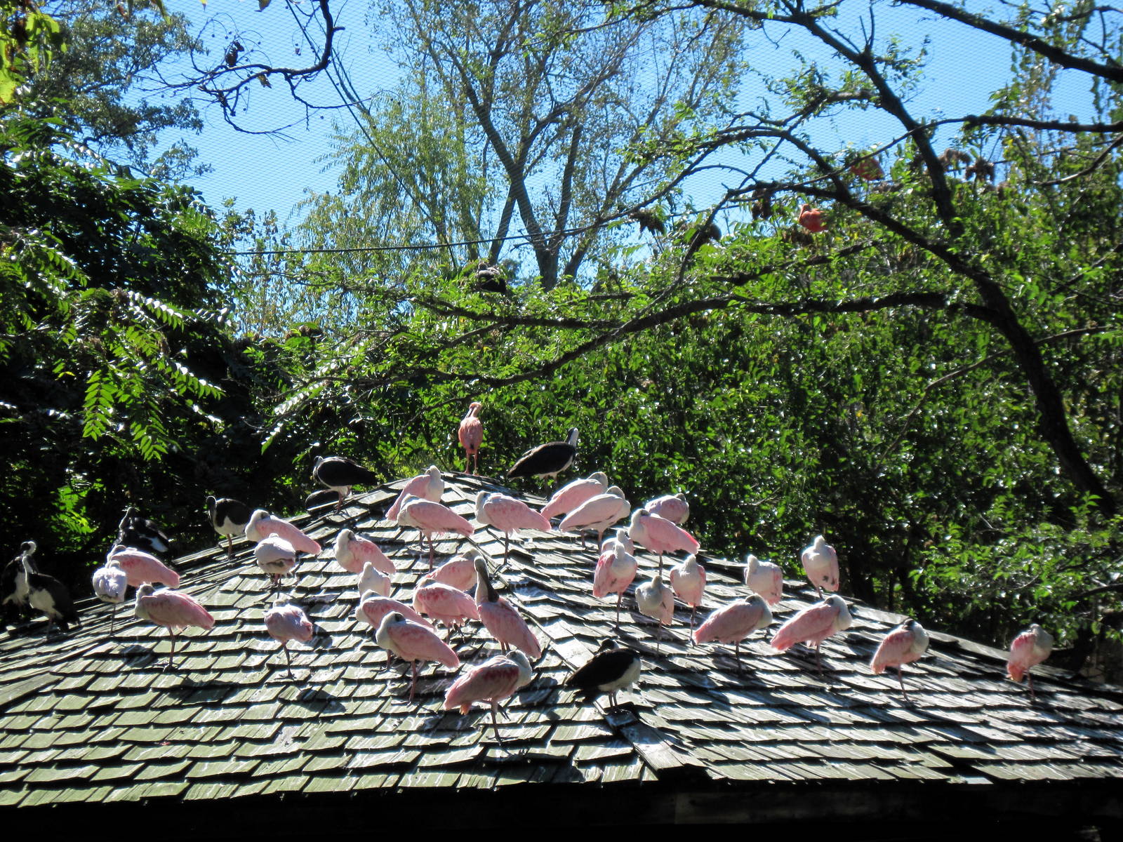 Simmons' Aviary-Roseate Spoonbills