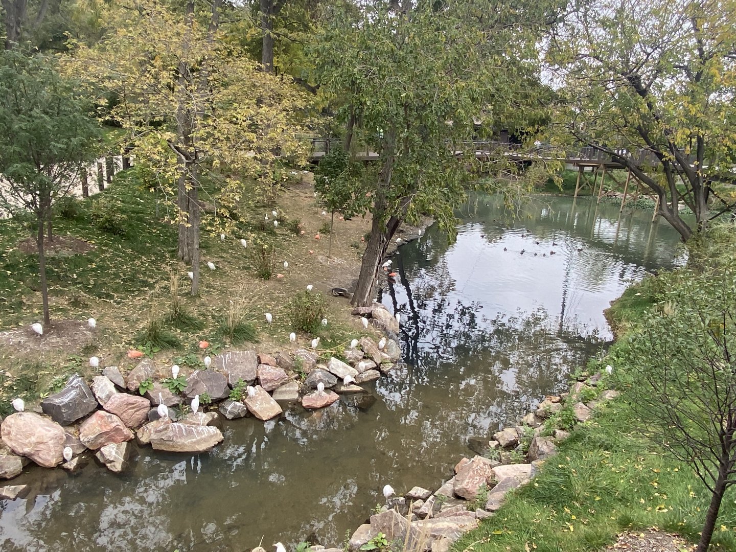 Simmon’s Aviary - Scarlet Ibis, Cattle Egret