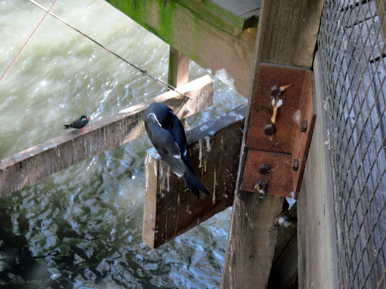 Simmons' Aviary-Terns
