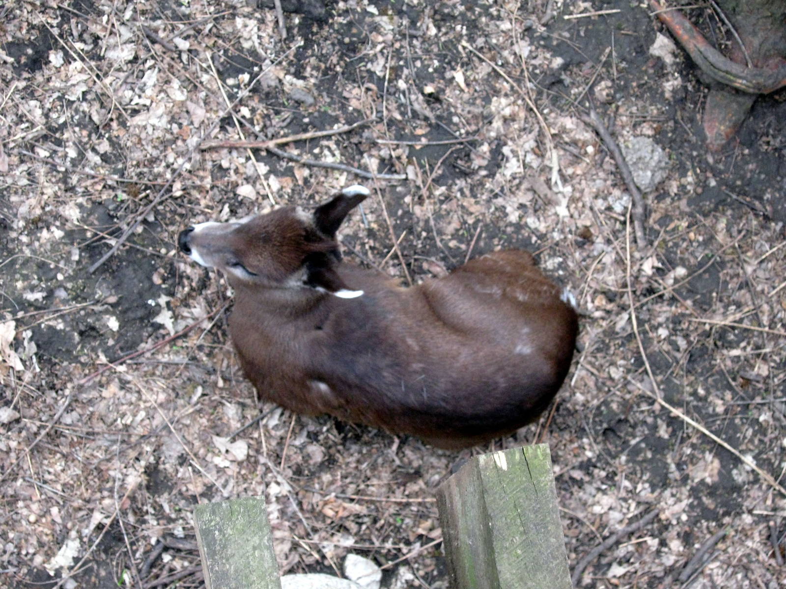 Simmon's Aviary-Tufted Deer