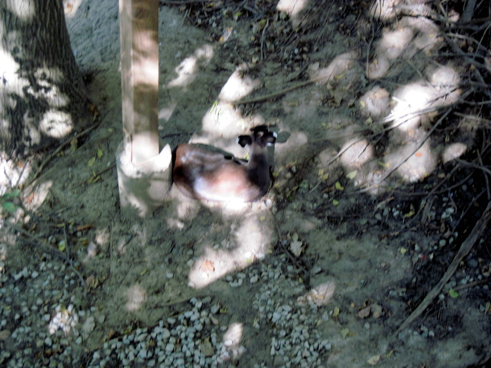 Simmons' Aviary-Tufted Deer