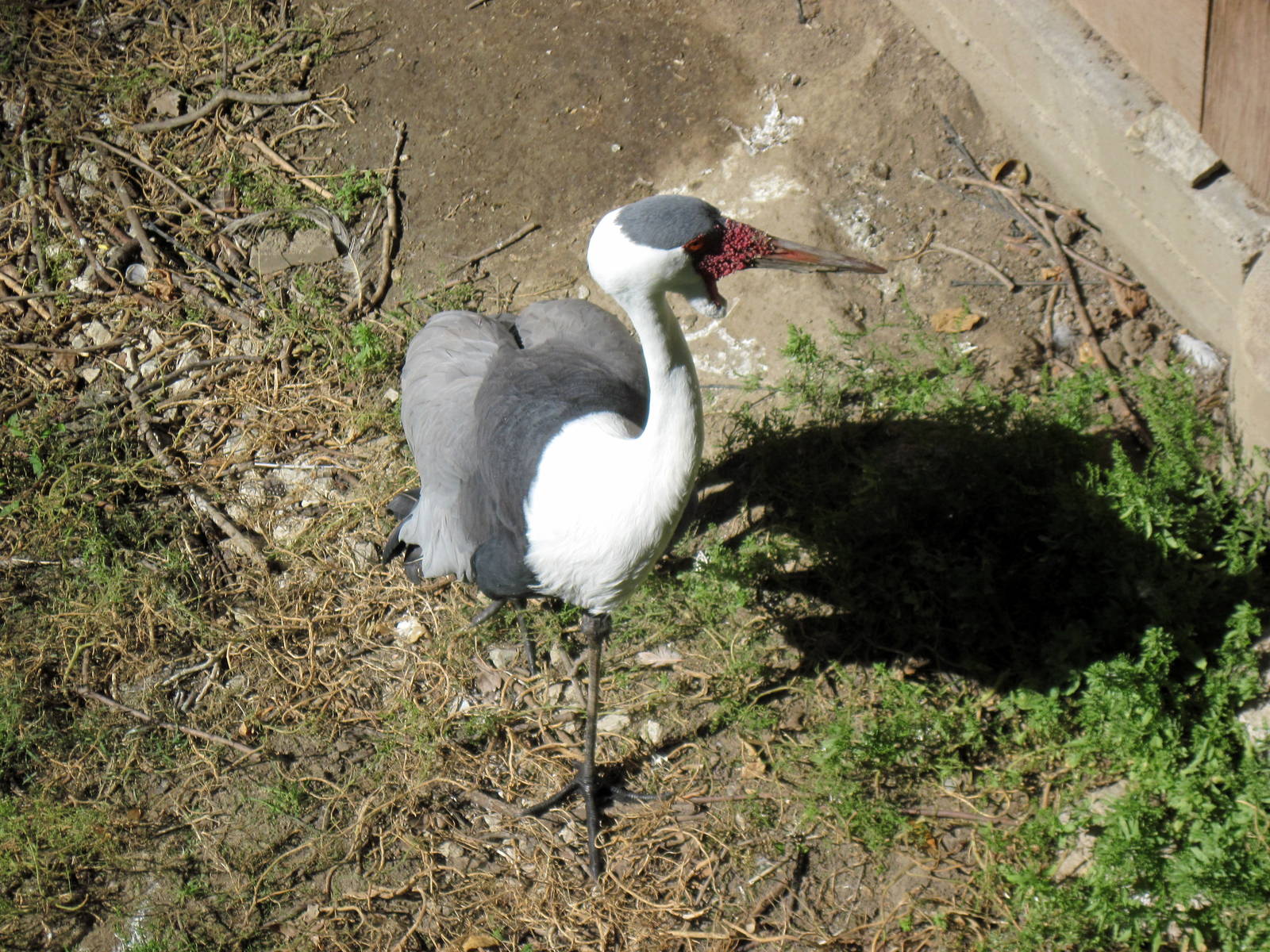Simmons' Aviary-Wattled Crane