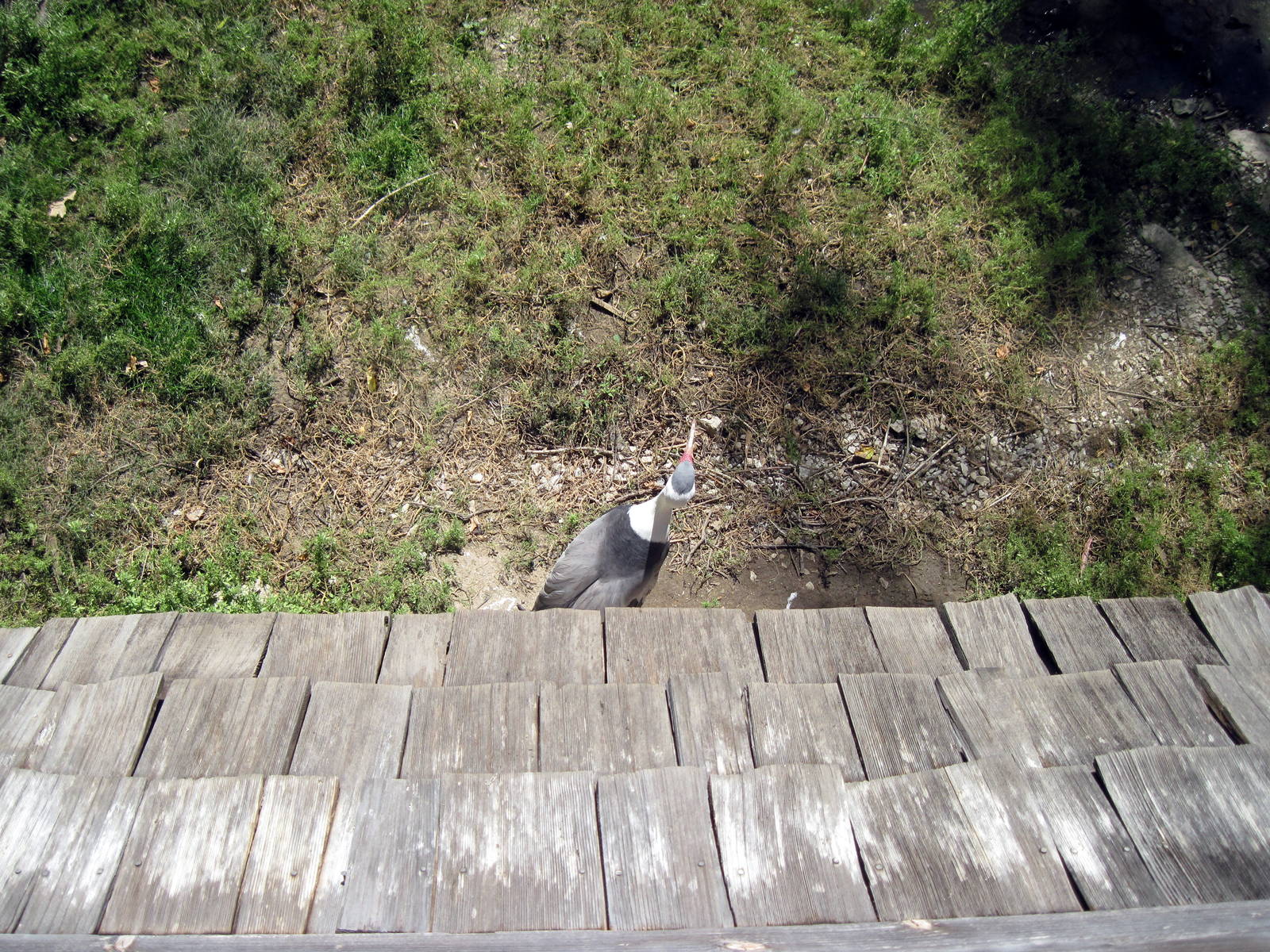 Simmons' Aviary-Wattled Crane