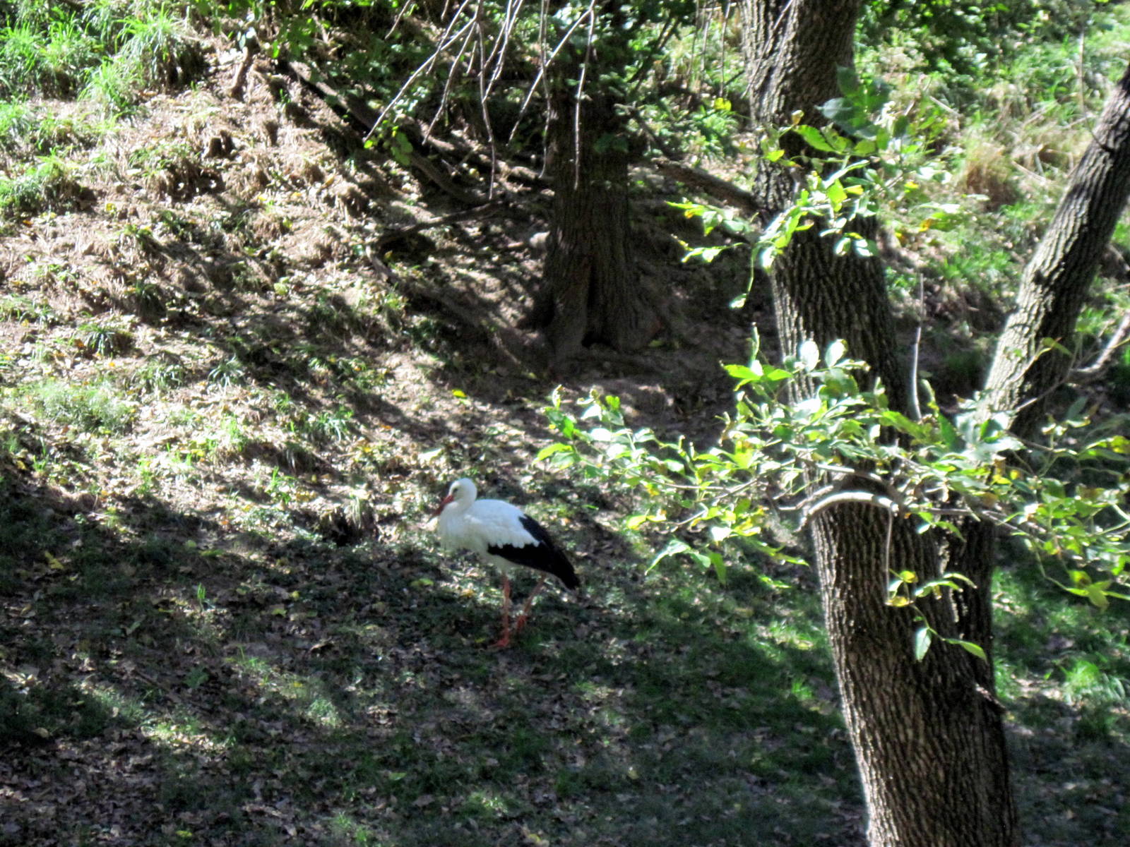 Simmons' Aviary-White Stork