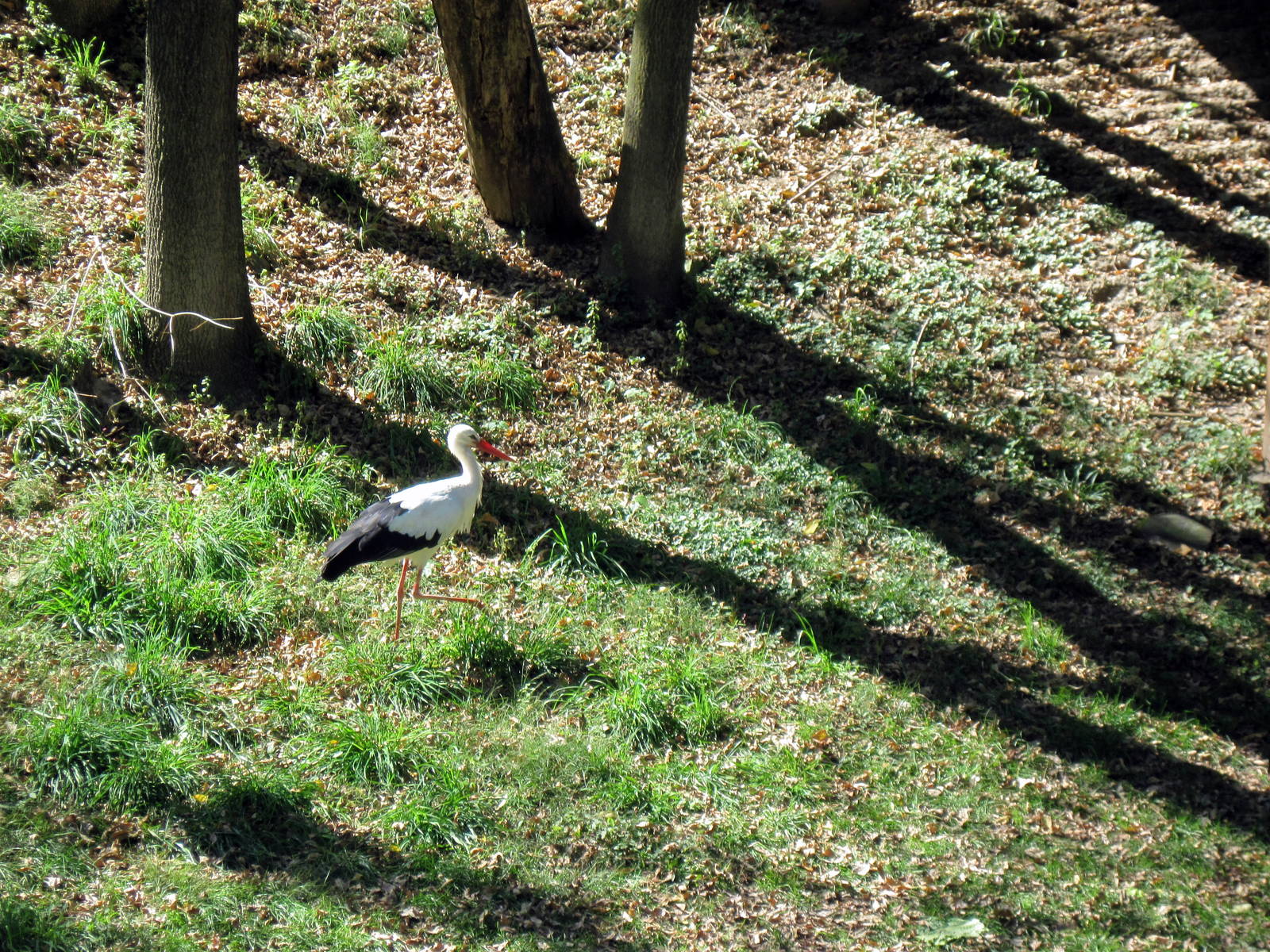 Simmons' Aviary-White Stork