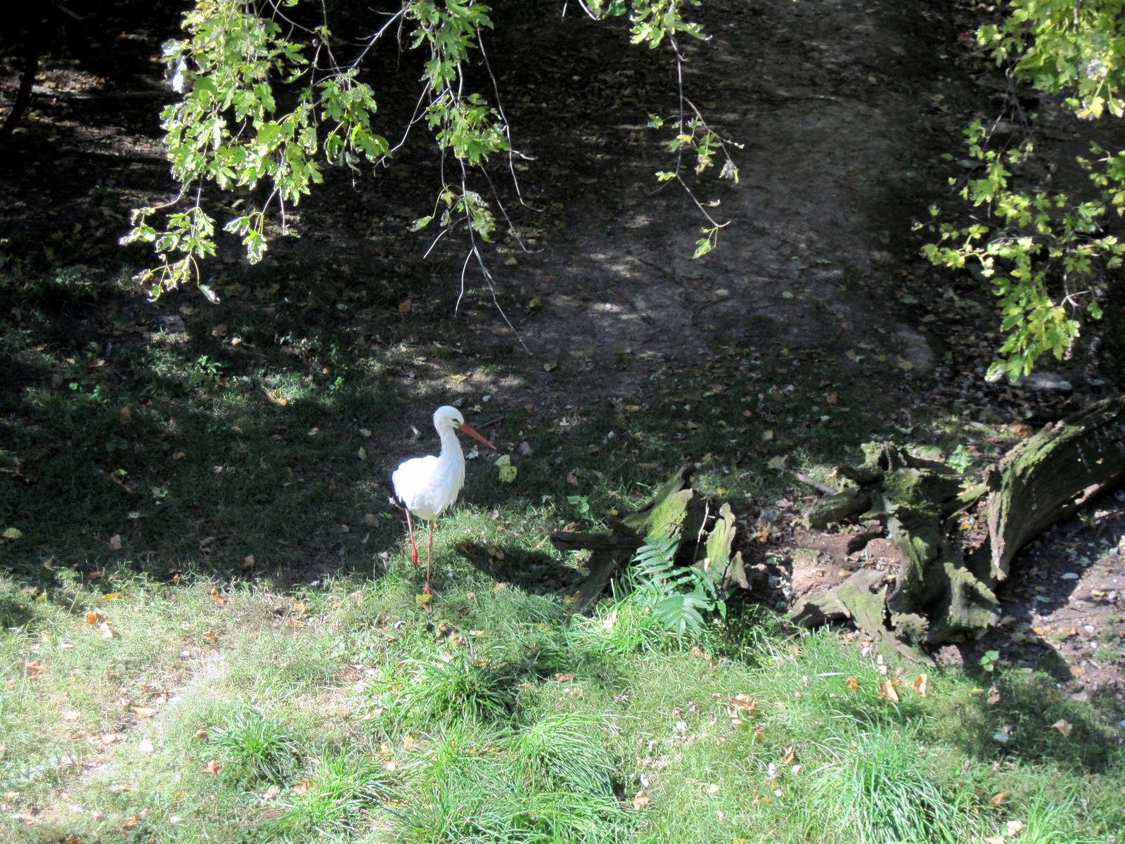 Simmons' Aviary-White Stork