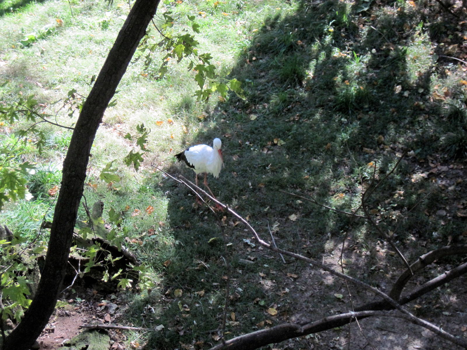 Simmons' Aviary-White Stork