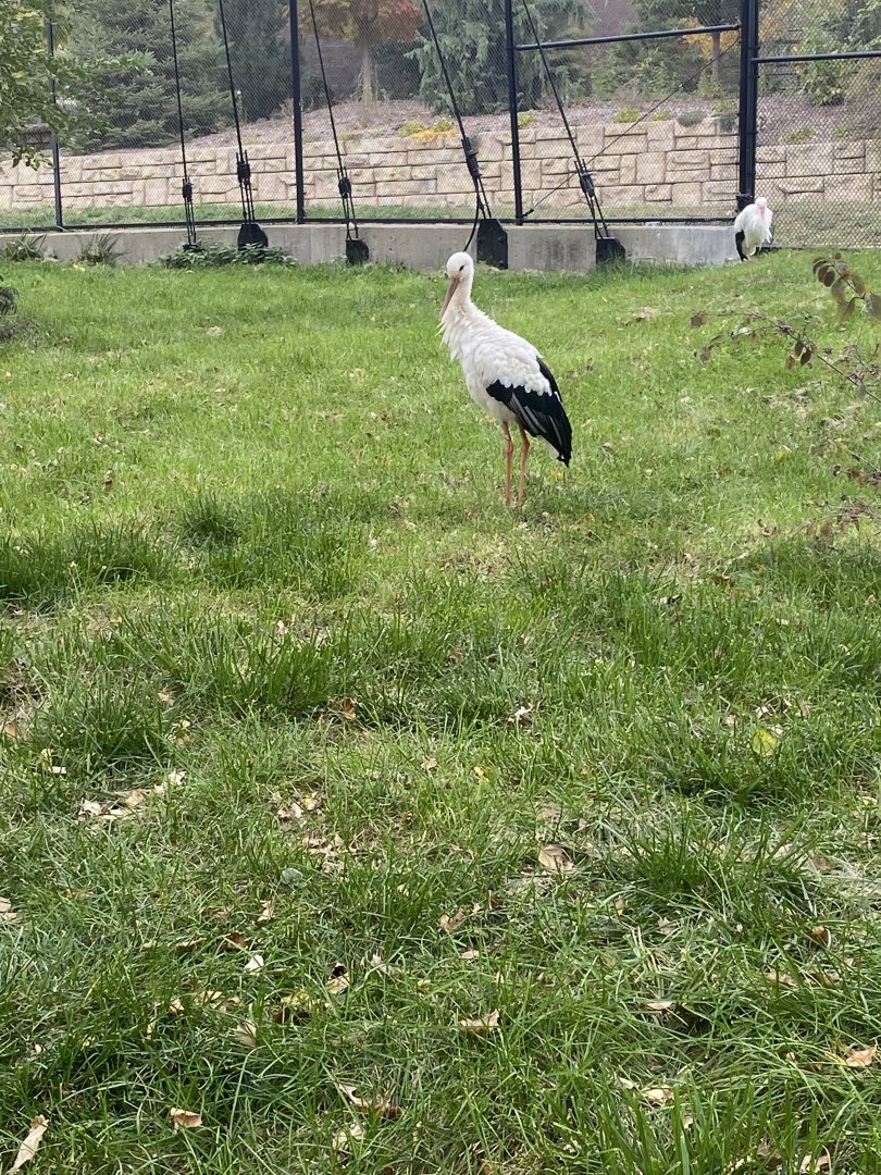 Simmon’s Aviary - White Stork