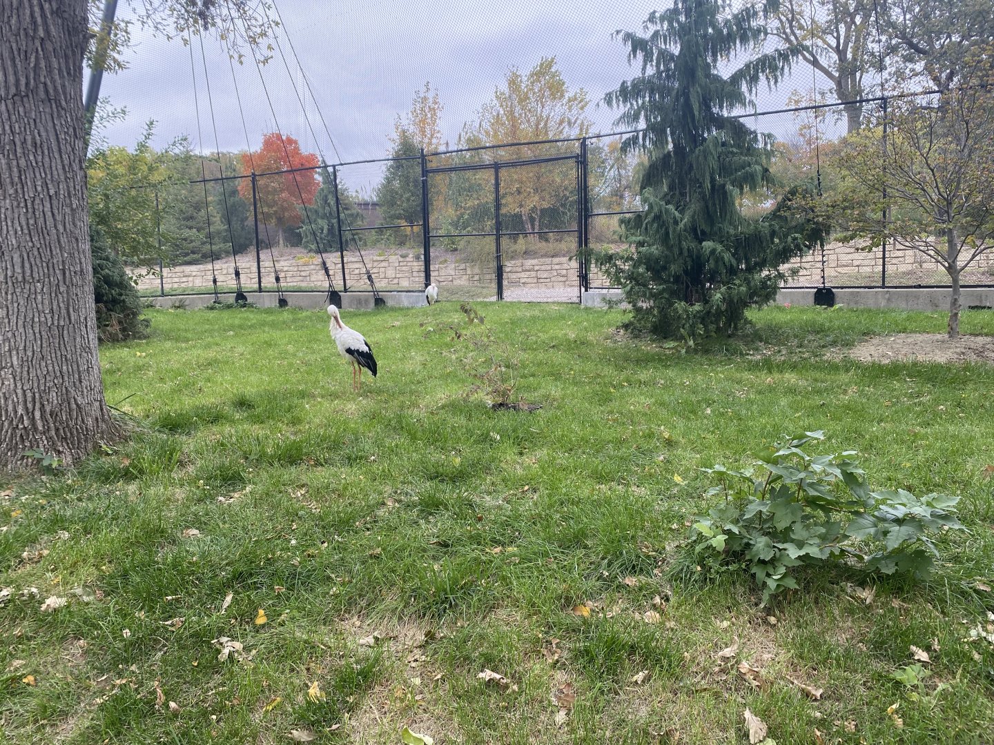 Simmon’s Aviary - White Storks