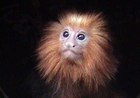 Simon in the Tropical American Rain Forest