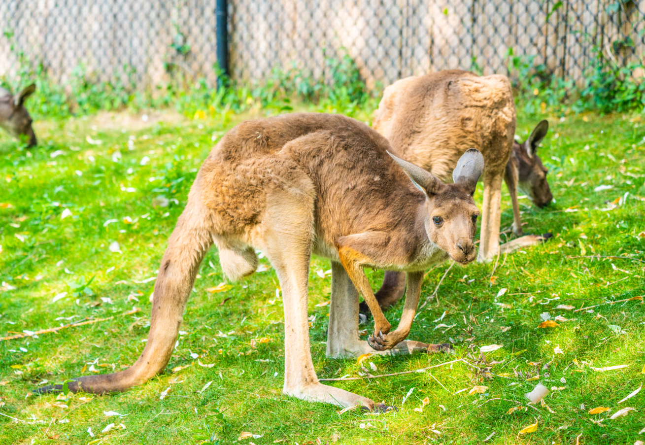 Simon the male Western Gray Kangaroo