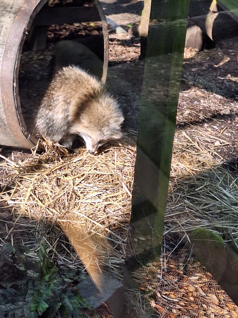 Simon the Raccoon Dog