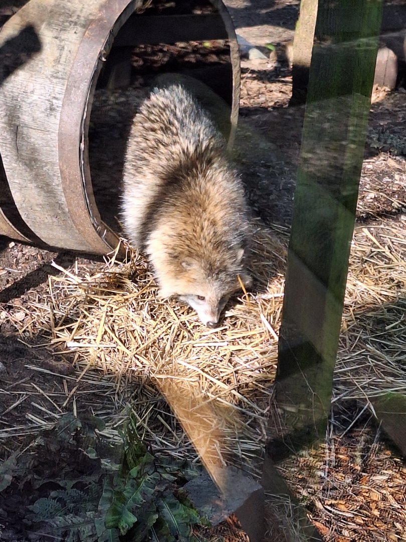 Simon the Raccoon Dog