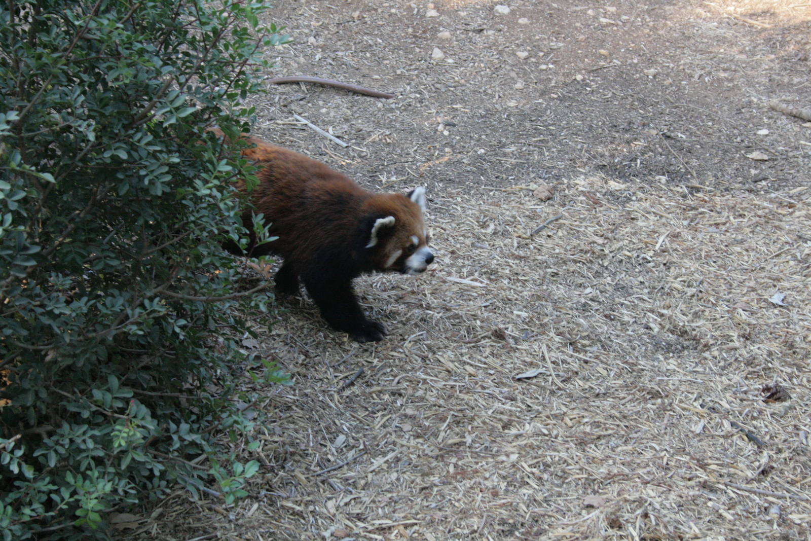 simon the red panda