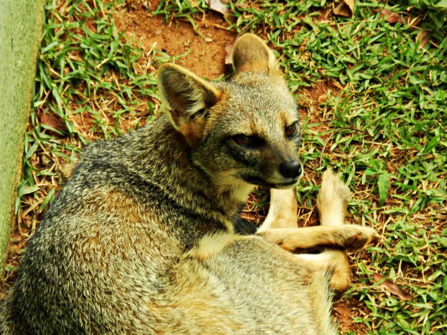"Simone", the Hoary fox - Zoo São Paulo