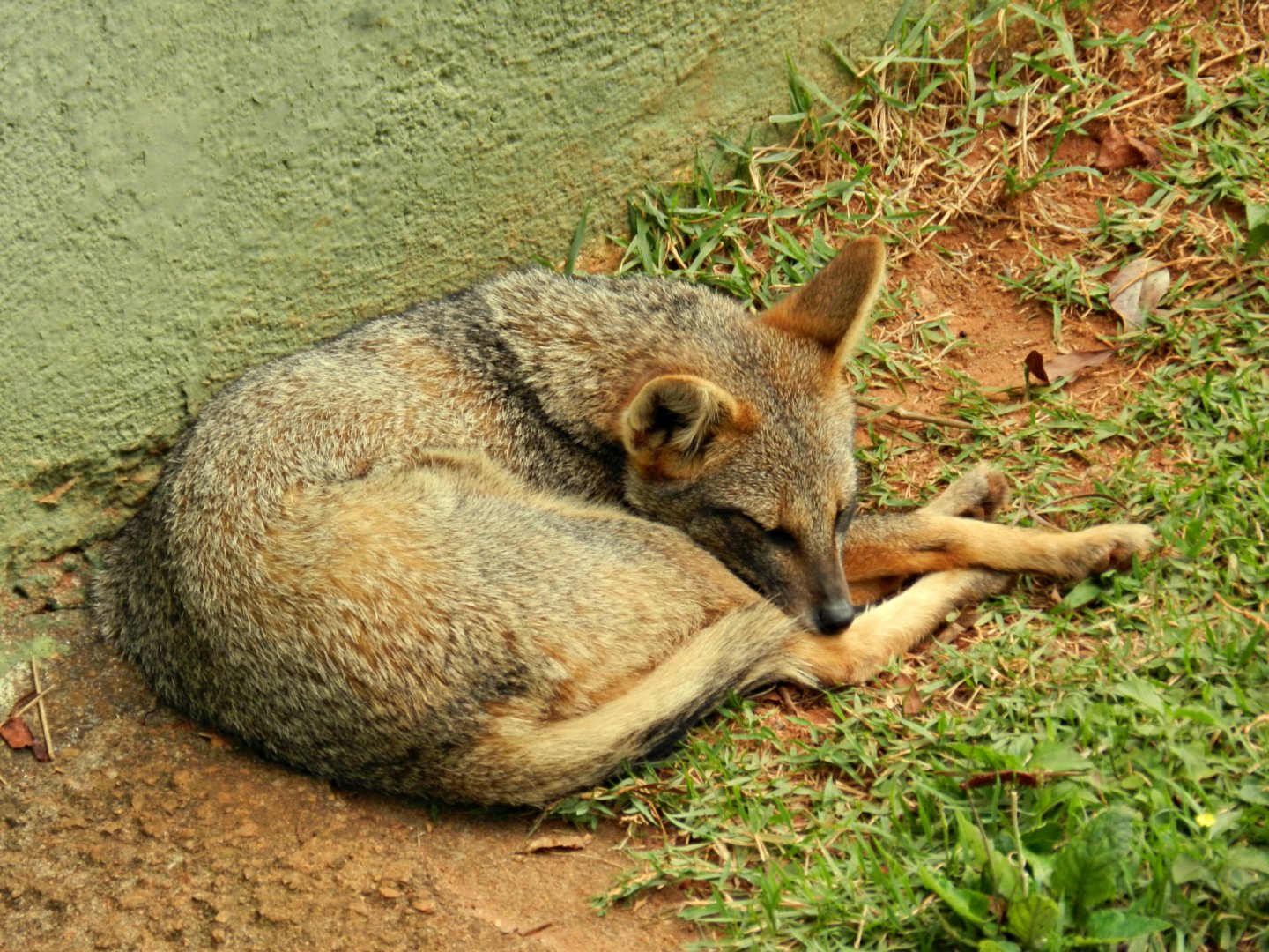 "Simone", the Hoary fox - Zoo São Paulo