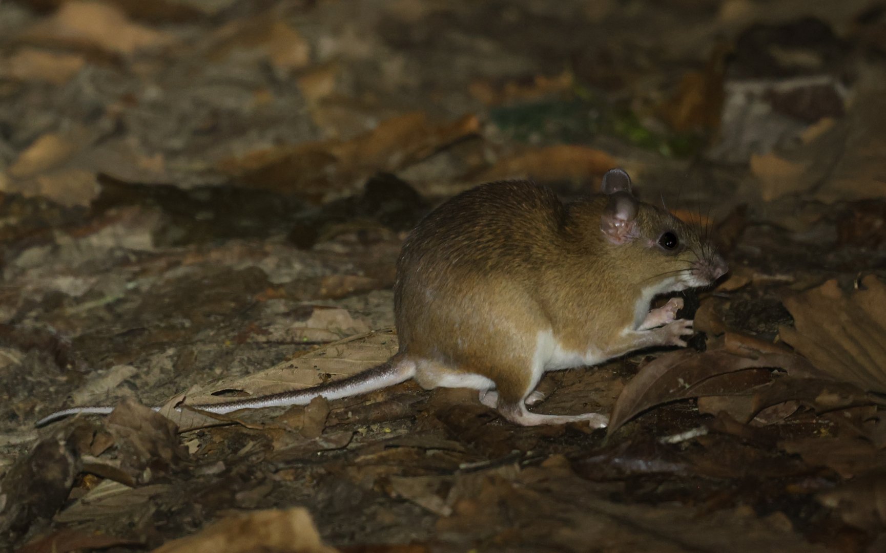Simons's spiny rat (Proechimys simonsi)