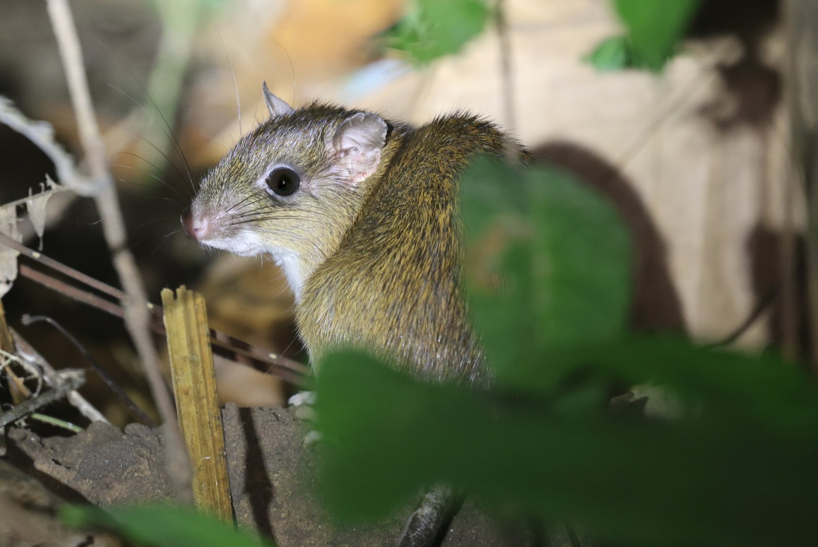 Simons's spiny rat (Proechimys simonsi)