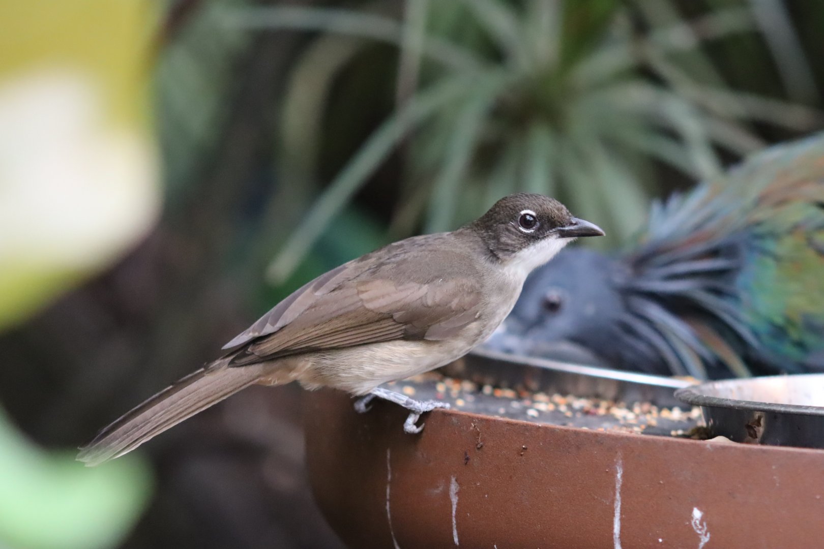 Simple Greenbul - 7 July 2024