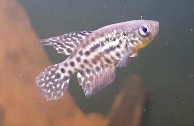 Simpsonichthys constanciae