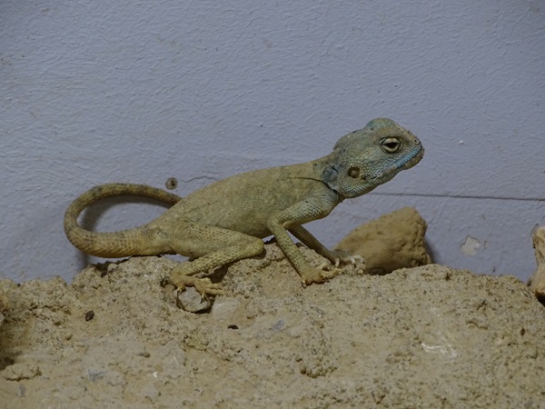 Sinai agama (Pseudotrapelus sinaitus)