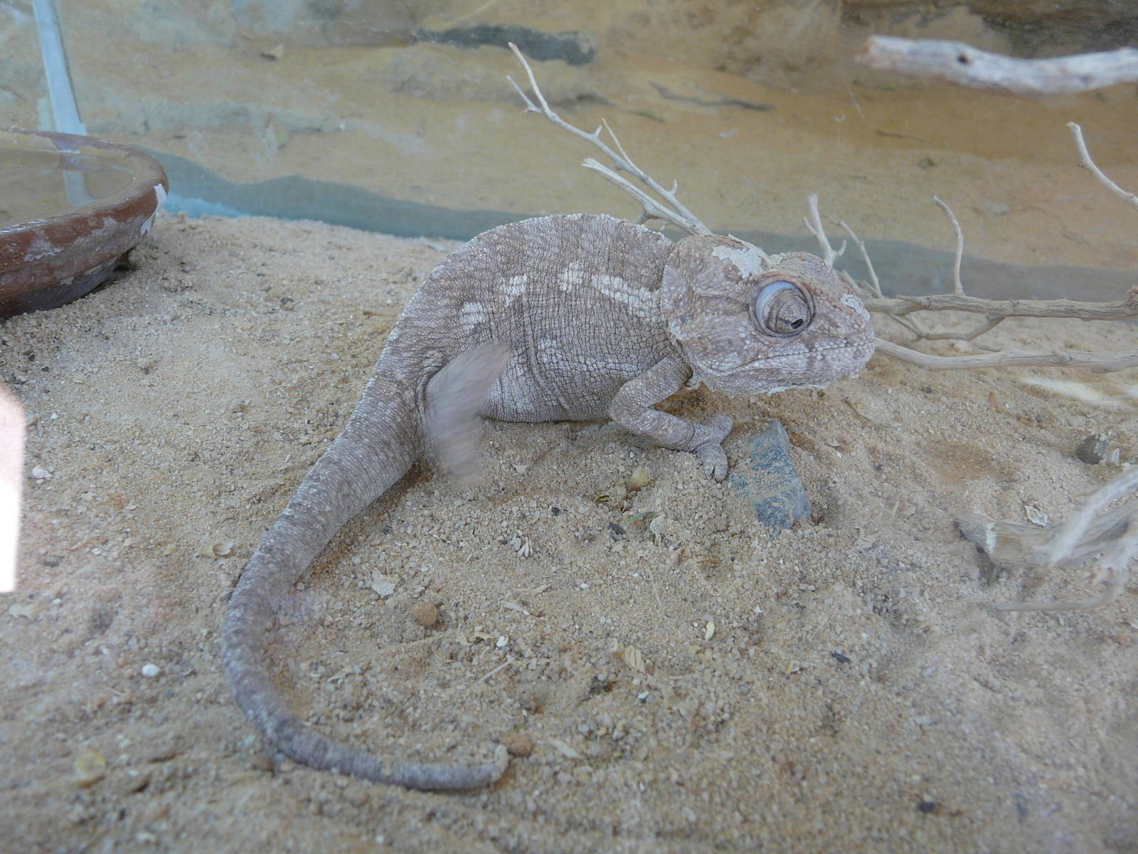 Sinai chameleon/ Chamaeleo chamaeleon musae