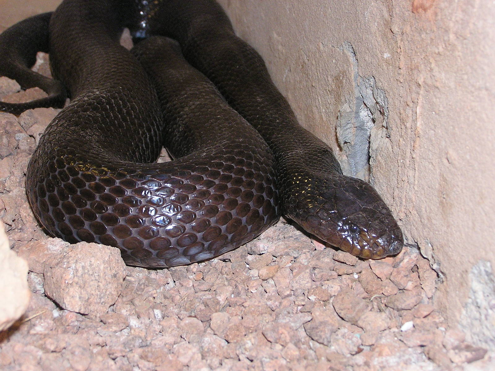 Sinai desert cobra/ Walterinnesia aegyptia