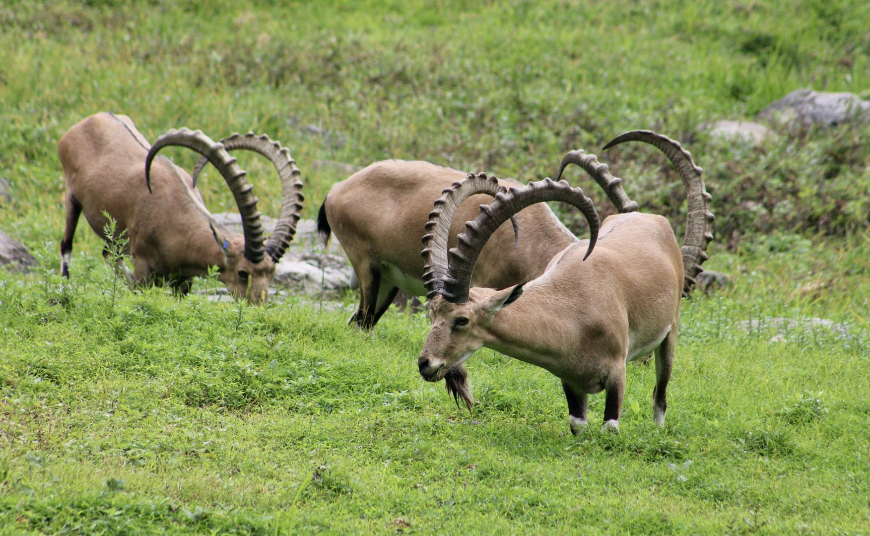 Sinai Ibex (Capra nubiana sinaica) parade
