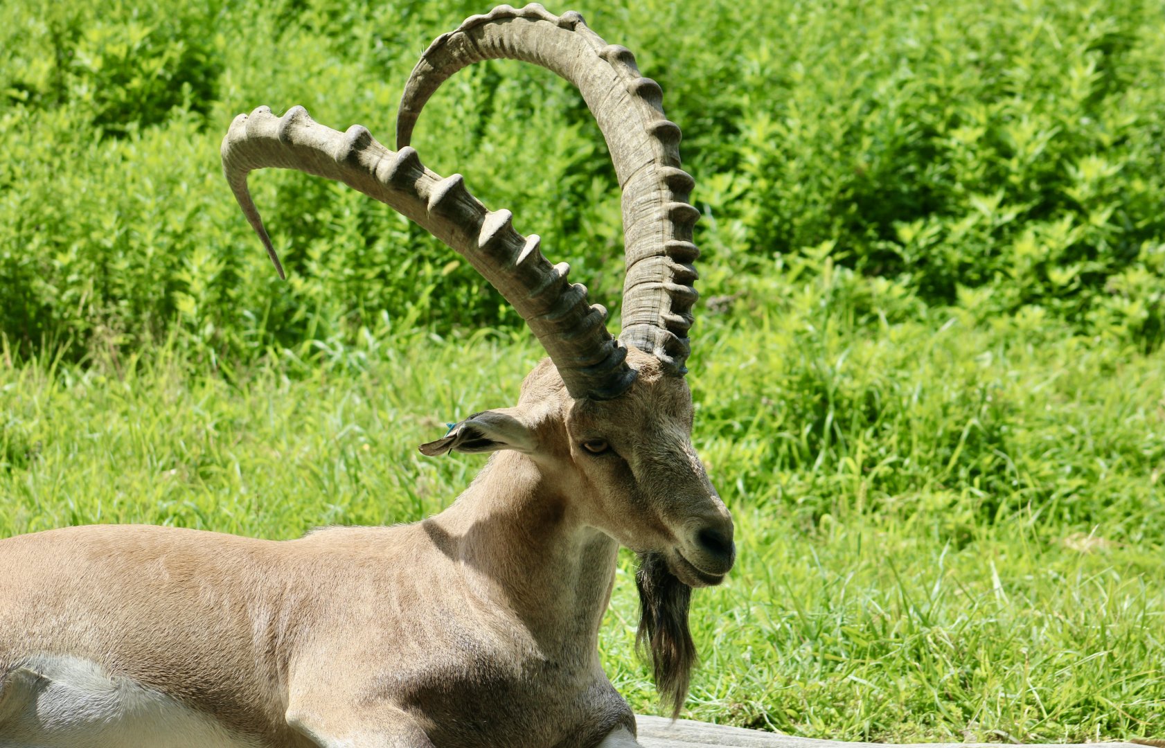 Sinai Ibex (Capra nubiana sinaica)
