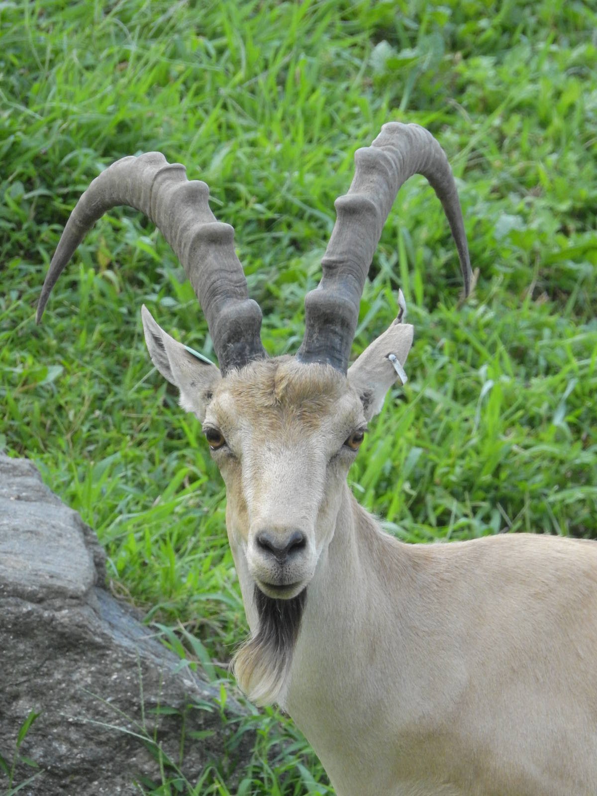 Sinai Ibex