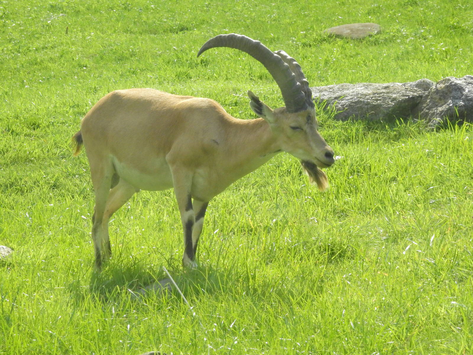 Sinai Ibex
