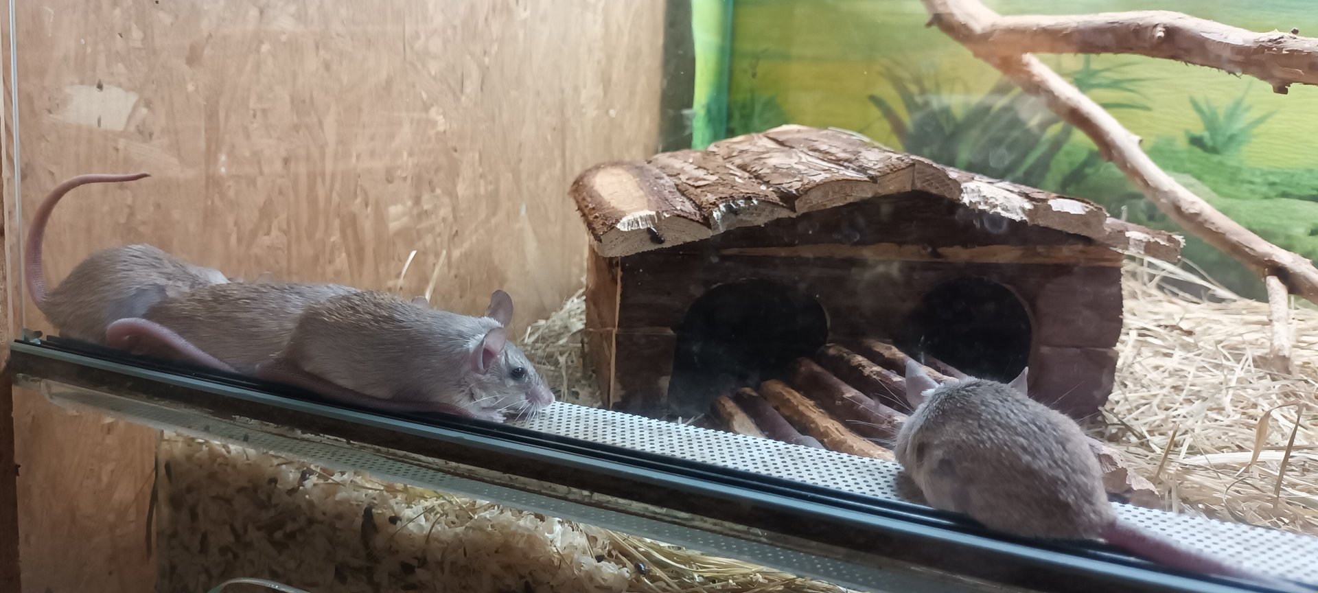 Sinai Spiny Mice