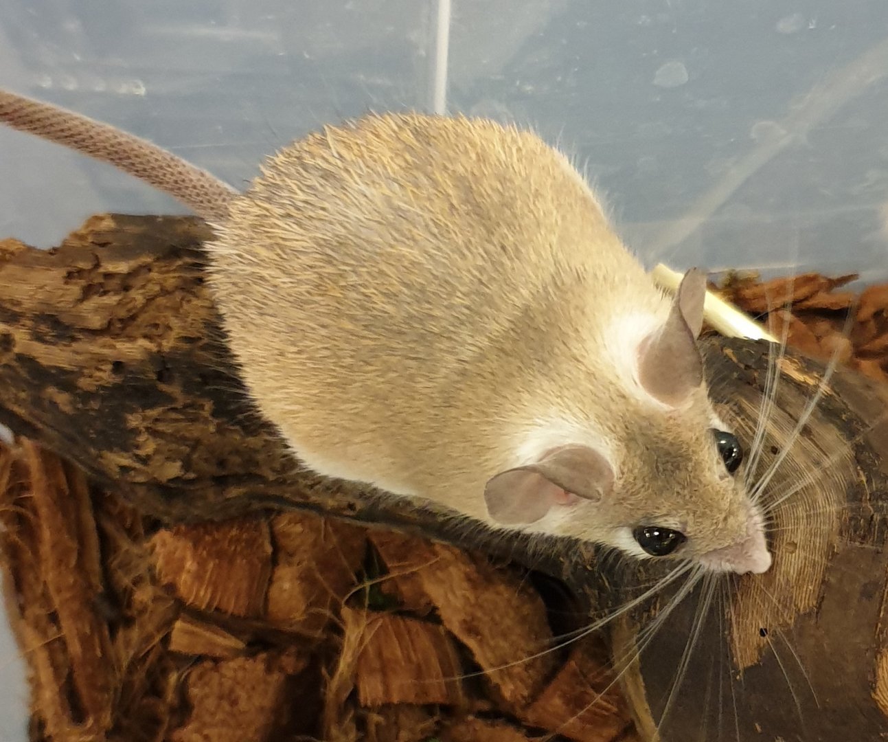 Sinaï spiny mouse - Acomys dimidiatus