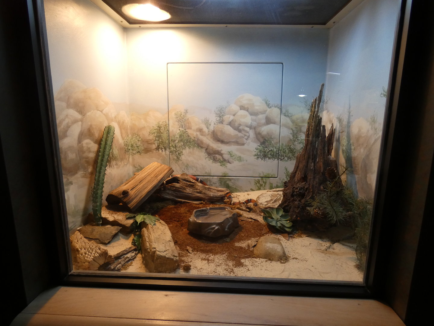 Sinaloan Milk Snake at the Greensboro Science Center