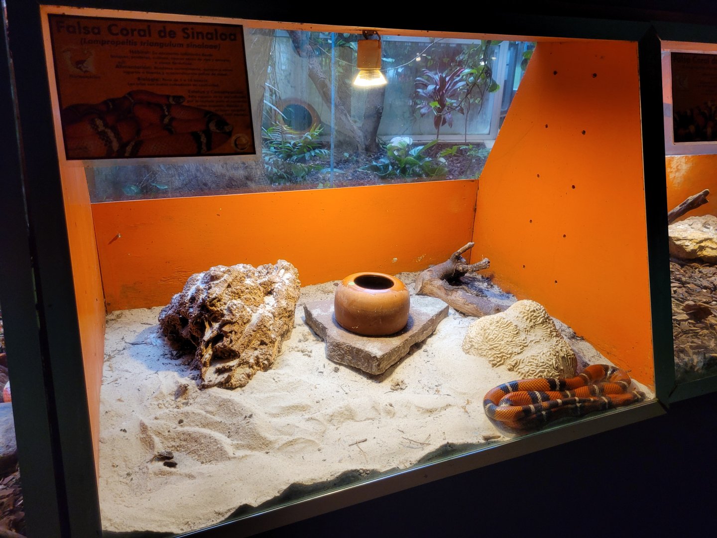 Sinaloan milk snake exhibit -Zoo de Santillana del Mar (2023)