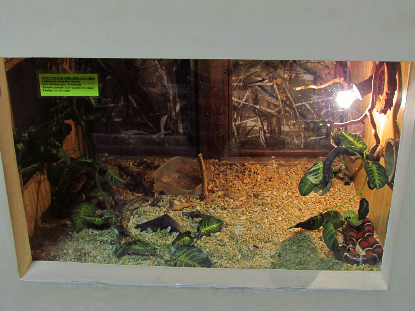 Sinaloan milk snake exhibit