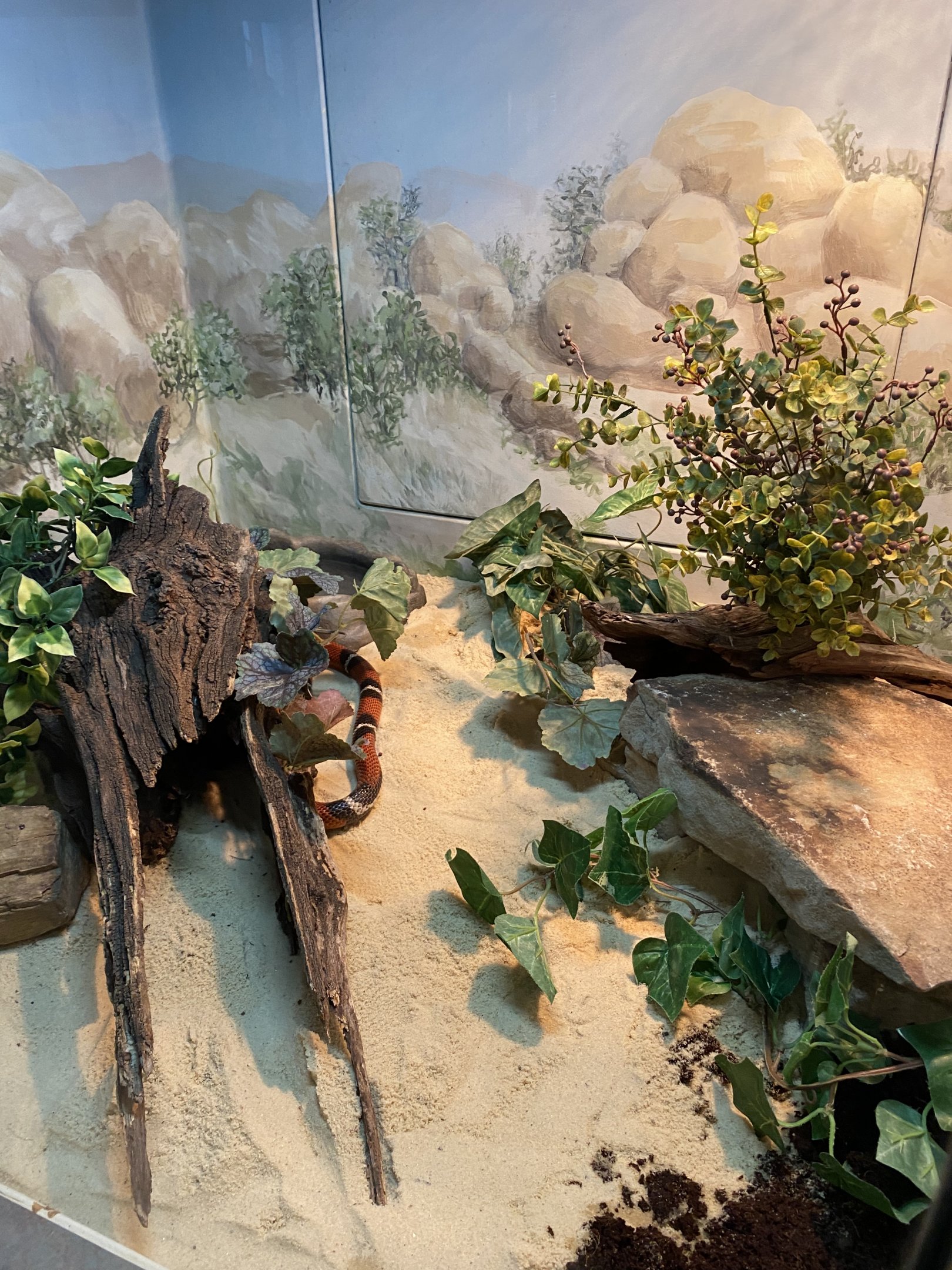 Sinaloan Milk Snake Exhibit